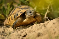 Zelva zelenava - Testudo hermanni - Hermann's Tortoise 6469